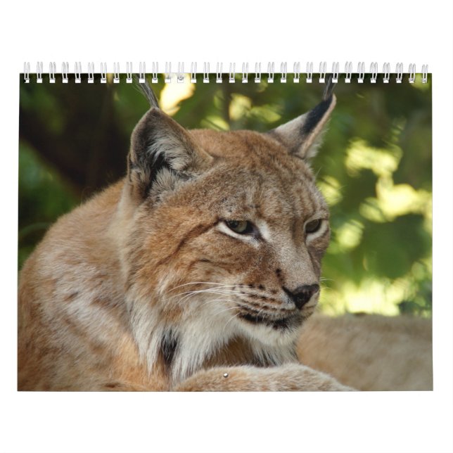 Calendrier Félins (Protection)