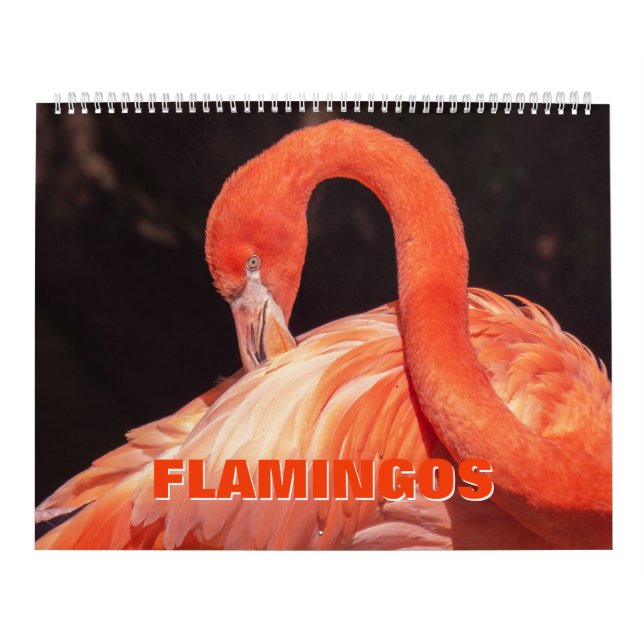 Calendrier Flamants roses (Protection)