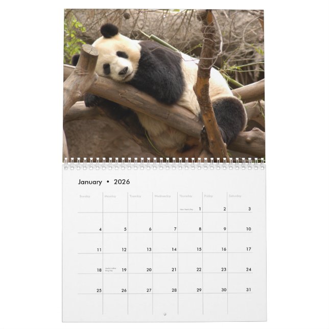 Calendrier géant d'ours panda, ours panda géants (Jan 2026)