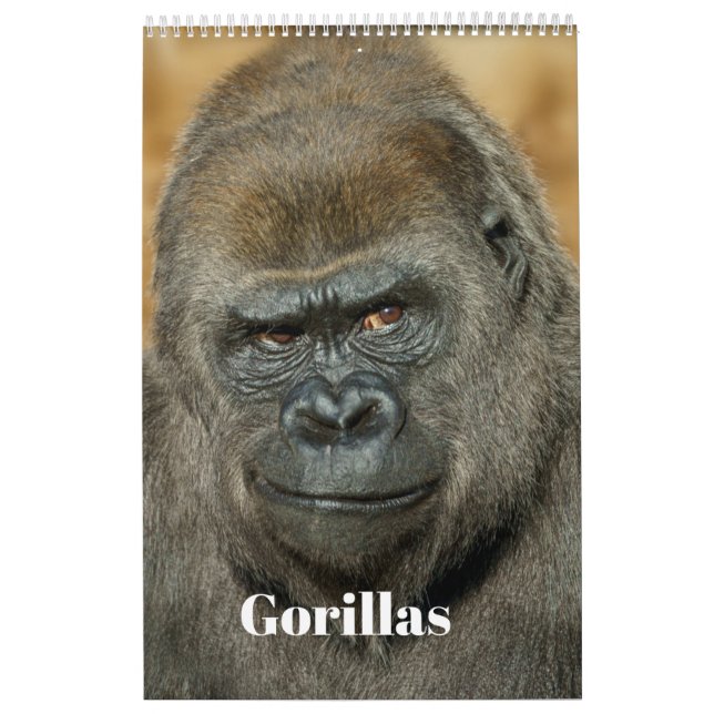 Calendrier Gorilla 2026 (Protection)