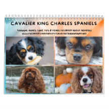 Groupe FB Cavalier King Charles Spaniel