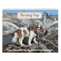 Hershey Pup Cavalier King Charles Spaniel Calendri