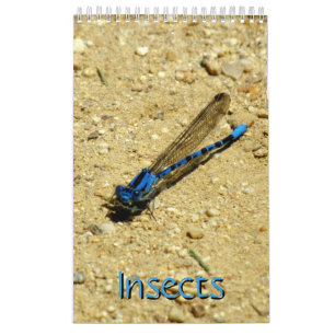 Calendrier - Insectes avec mouche