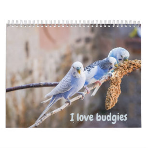 Calendrier J'adore les perruches - clichés des petits oiseaux