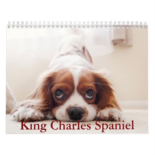 Calendrier King Charles Spaniel (Protection)