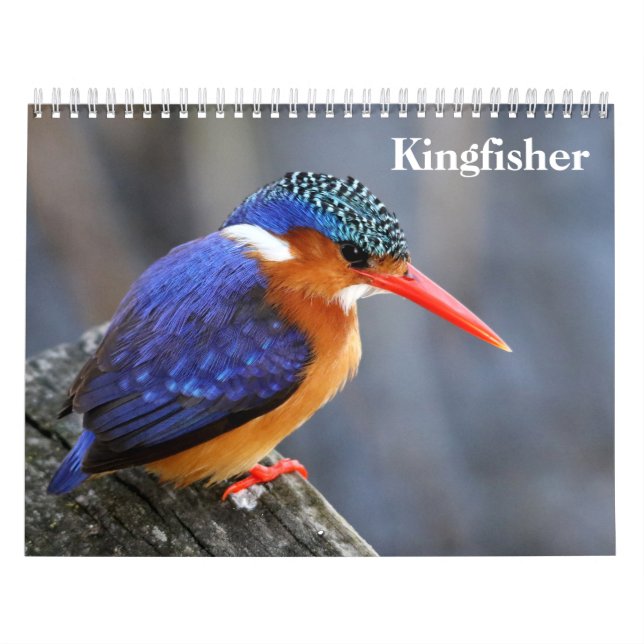 Calendrier Kingfisher 2025 (Protection)