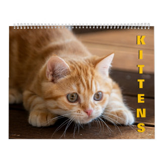 Calendrier Kittens