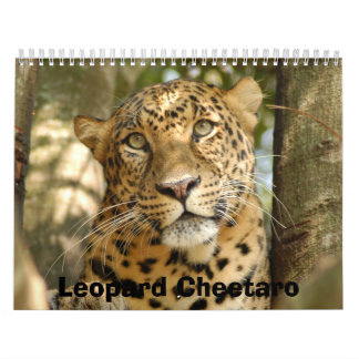 Calendrier LeopardCheetaro013, léopard Cheetaro