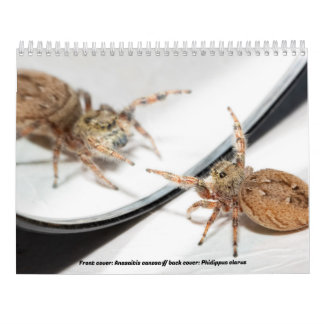 Calendrier Les araignées les plus sombres
