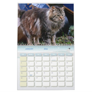 Calendrier Les chats photo Feral Life 2026