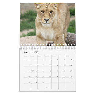 Calendrier Lion