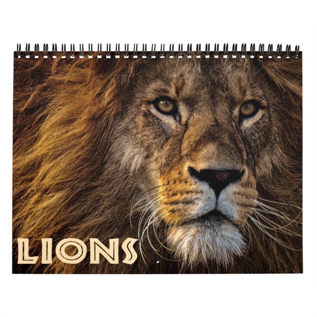 Calendrier Lions sauvages 2022 (Protection)
