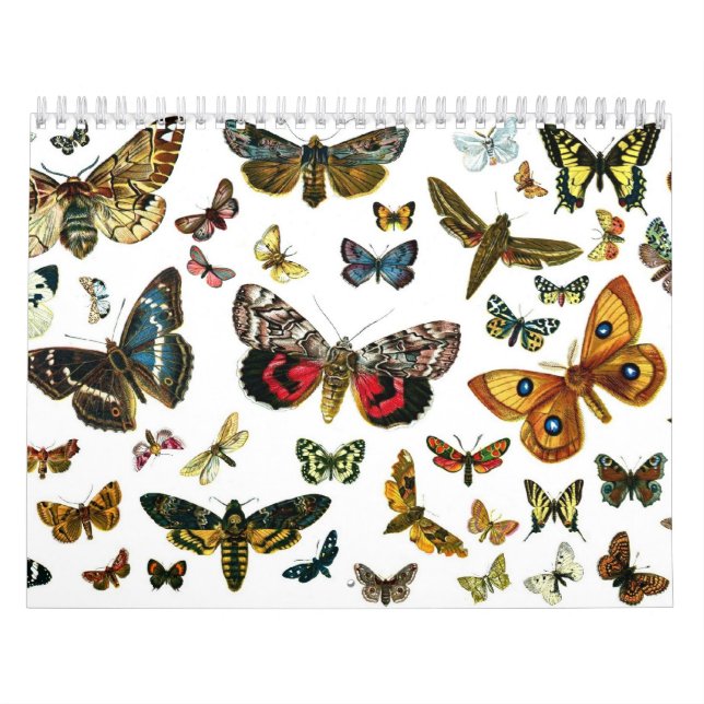 Calendrier Lithographies des papillons et des papillons (Protection)