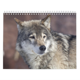 Calendrier loup