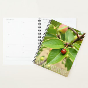 Calendrier Lucky Ladybug