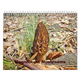 Calendrier - Magnifiques champignons