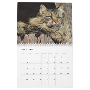 Calendrier Maine Coon Kitty Cat Cute