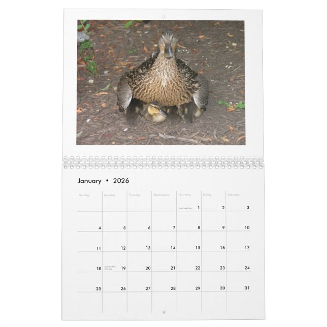 Calendrier Mallard Duckings (Jan 2026)