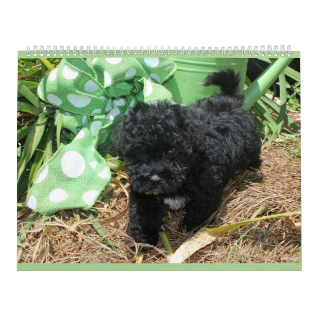 Calendrier maltais de chiot de Maltipoo (Protection)