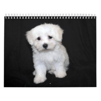 Calendrier maltais et de Maltipoo de chiot