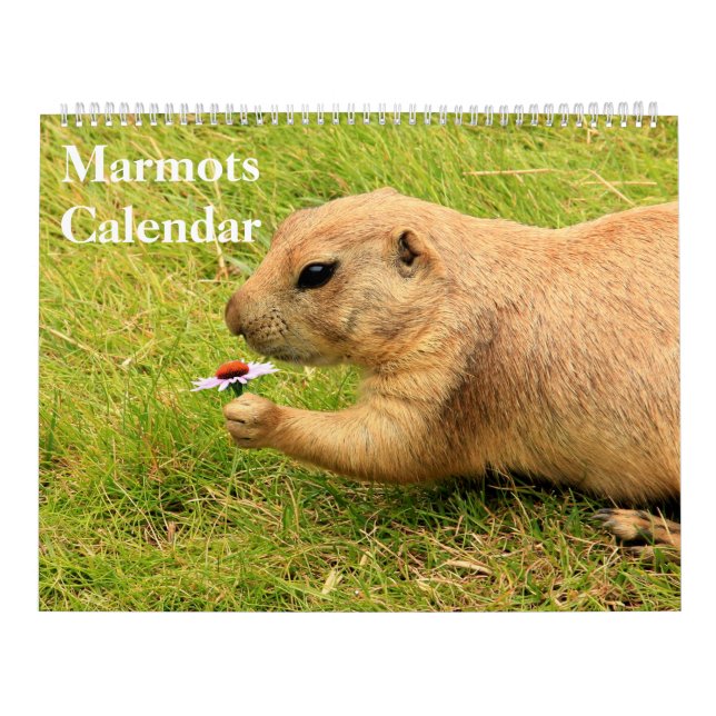 Calendrier Marmottes 2027 (Protection)