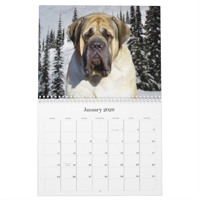 Calendrier Mastiff (Jan 2026)