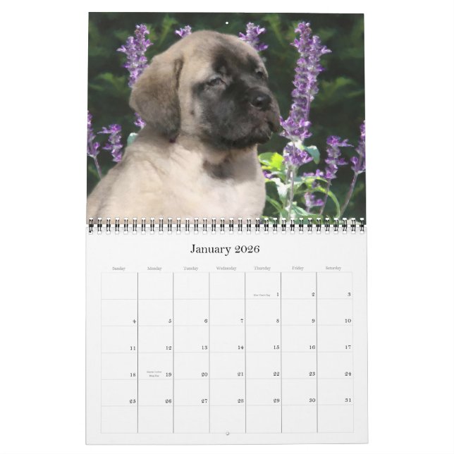 Calendrier Mastiff Puppies (Jan 2026)