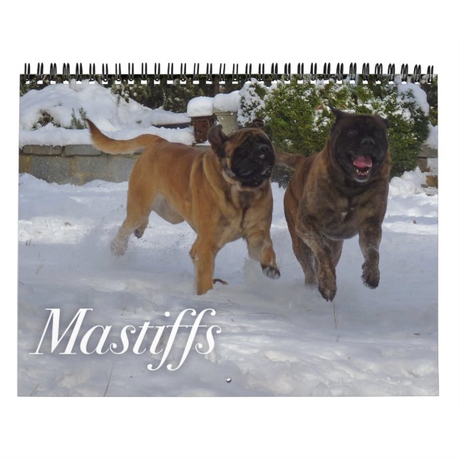 Calendrier Mastiffs (Protection)