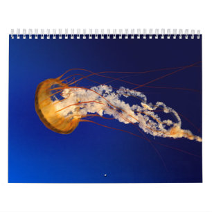 Calendrier Méduses