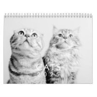 Moderne Cute Funny Animal Kitten Chat Photos
