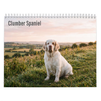 Calendrier mural 2027 Clumber Spaniel