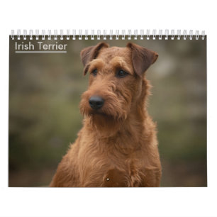 Calendrier mural 2027 des Terriers Irlandais