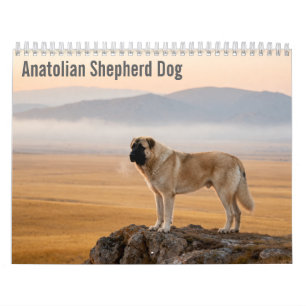 Calendrier mural 2027 du chien de berger anatolien