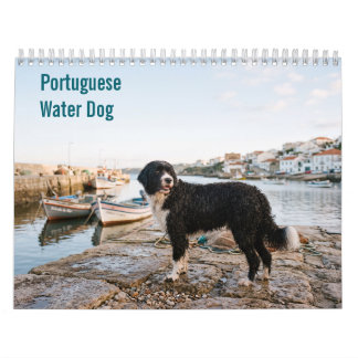 Calendrier mural 2027 du Chien d'eau portugais