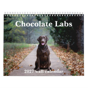 calendrier mural 2027 pour labradors chocolat