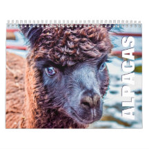 Calendrier mural Alpacas