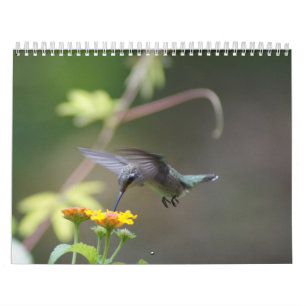 Calendrier Mural Année de colibris 'ronde