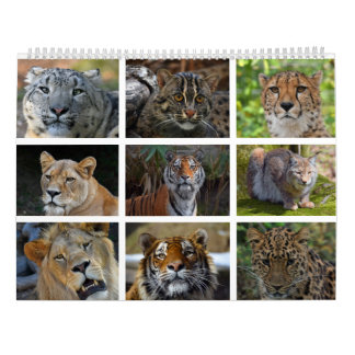 Calendrier mural avec des photos des chats