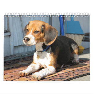 Calendrier Mural Beagle Calander
