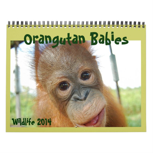 Calendrier Mural Bébés d'Orangoutan (Protection)