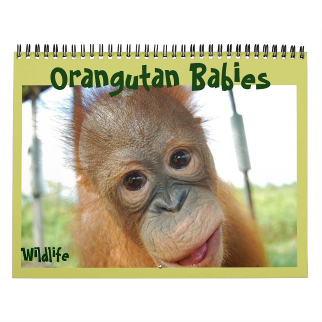 Calendrier Mural Bébés d'Orangoutan (Protection)