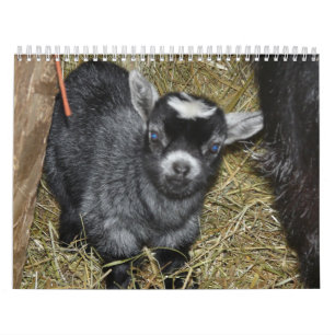 Calendrier Mural Bébés pygméens de chèvre