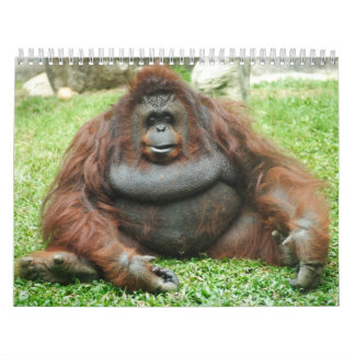 Calendrier Mural Calandres 24 d'animal