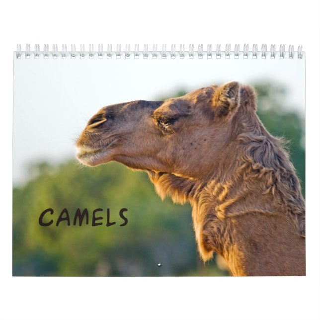 Calendrier mural CAMELS (Protection)