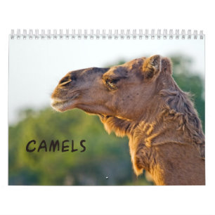 Calendrier mural CAMELS
