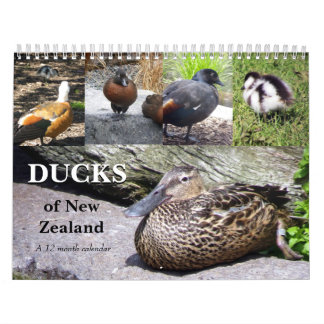 Calendrier Mural Canards de la Nouvelle Zélande