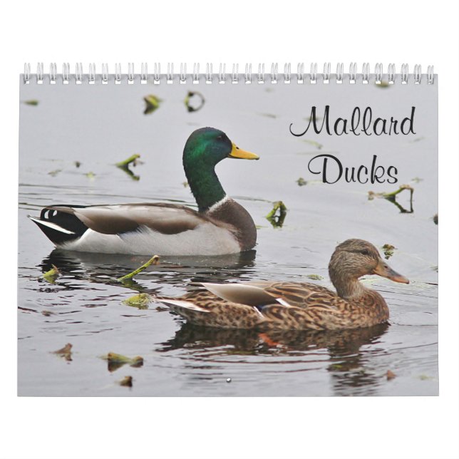 Calendrier Mural Canards de Mallard (Protection)