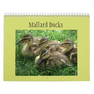 Calendrier Mural Canetons de Mallard