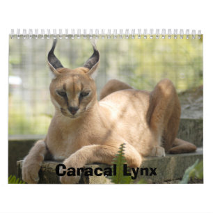 Calendrier Mural CaracalBCR058, Caracal Lynx