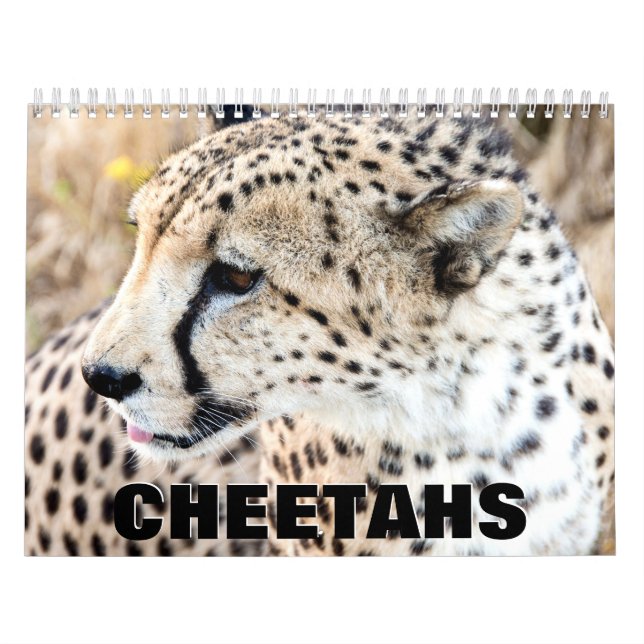 Calendrier mural Cheetahs (Protection)